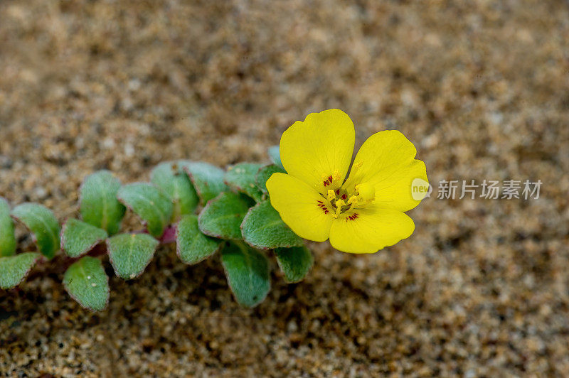 Camissoniopsis cheiranthifolia(海滩太阳花或海滩月见草)是月见草家族的一种，原产于加利福尼亚沿海的开放沙丘和沙质土壤中，发现于加州马林县的雷耶斯岬国家海岸。